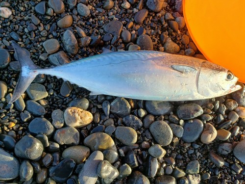 ソウダガツオの釣果