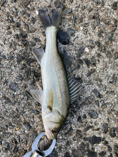 セイゴ（マルスズキ）の釣果