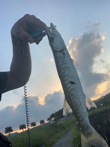 オニカマスの釣果