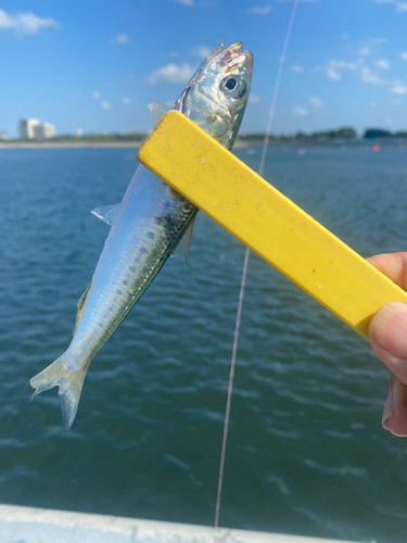 イワシの釣果