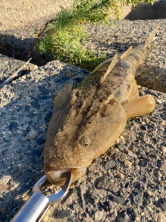 マゴチの釣果