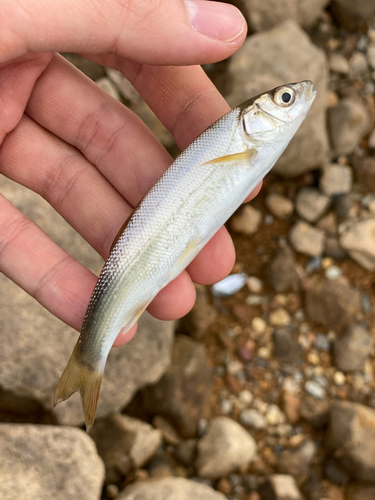 ウグイの釣果