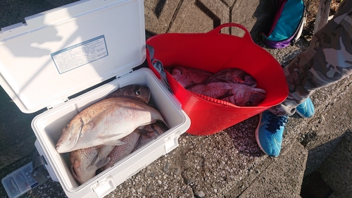 マダイの釣果