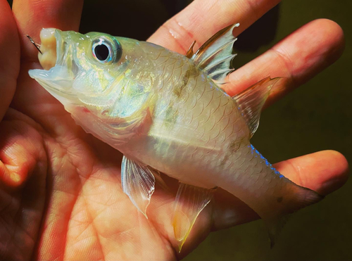 イシモチの釣果