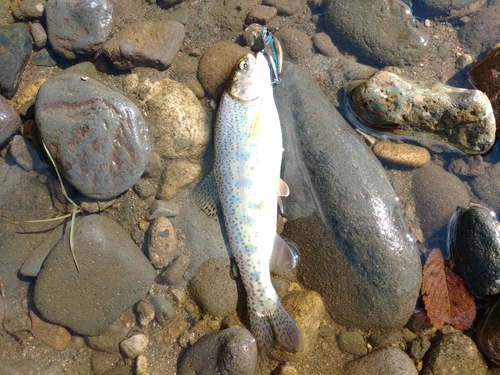 ニジマスの釣果