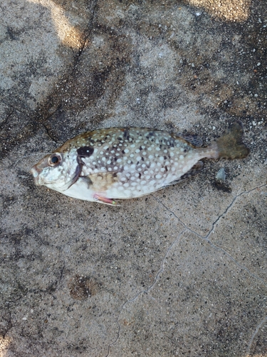 アイゴの釣果