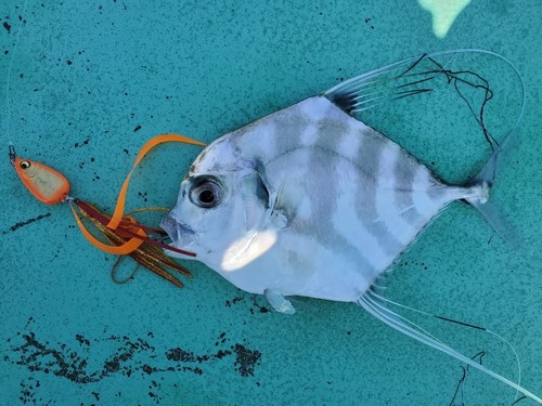 イトヒキアジの釣果