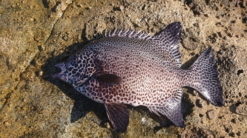 イシガキダイの釣果