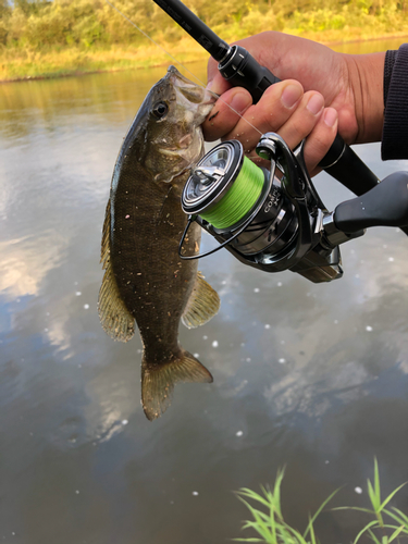 スモールマウスバスの釣果