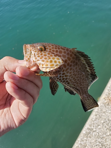 オオモンハタの釣果