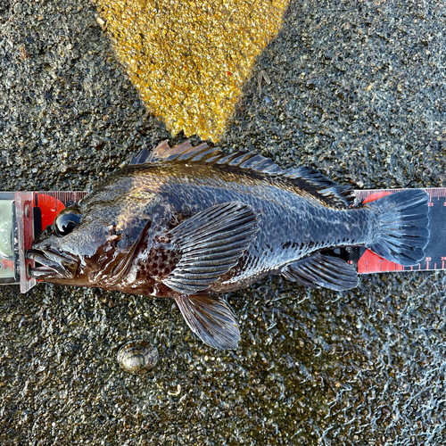 ムラソイの釣果