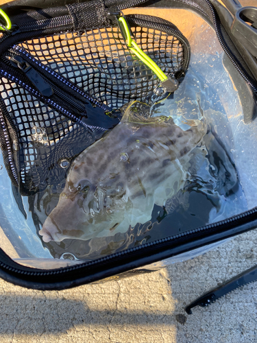 カワハギの釣果