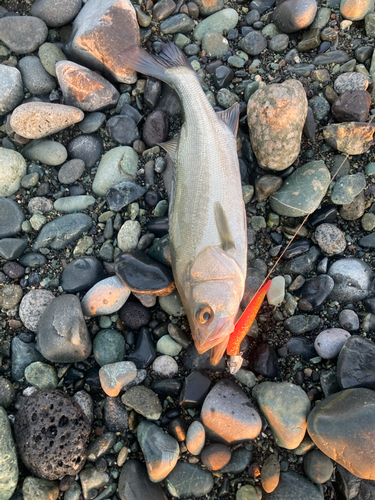 フッコ（マルスズキ）の釣果