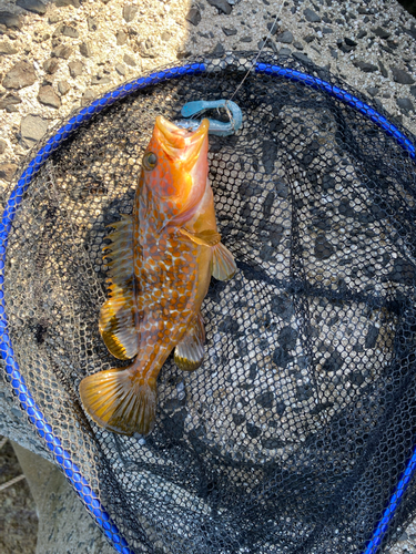 アコウの釣果