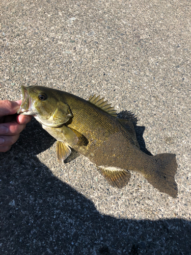 スモールマウスバスの釣果