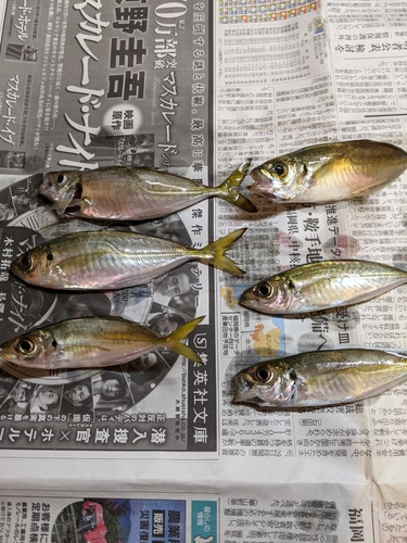 釣果