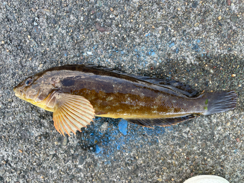 アイナメの釣果