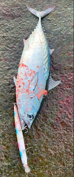 ヒラソウダの釣果