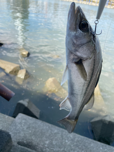 セイゴ（ヒラスズキ）の釣果