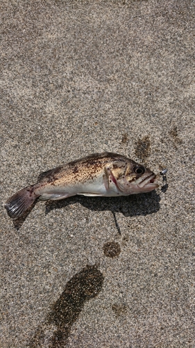 クロソイの釣果