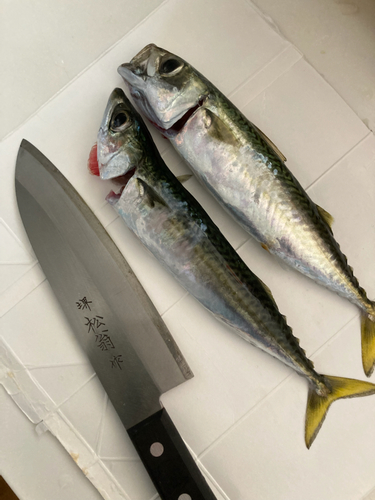 サバの釣果