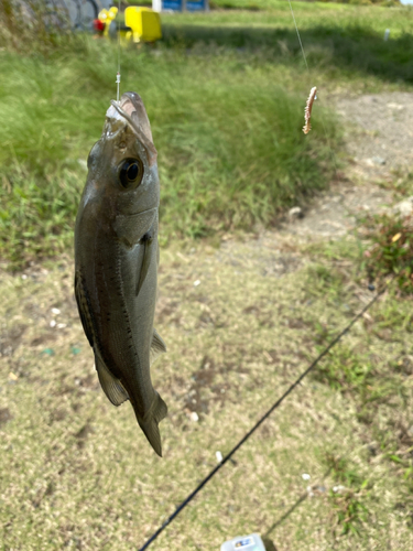 フッコ（マルスズキ）の釣果