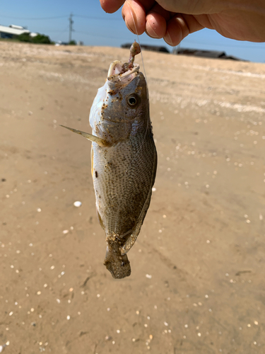 釣果