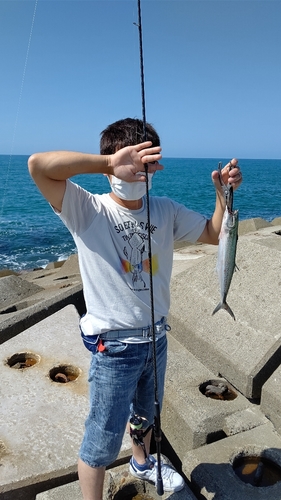 サゴシの釣果