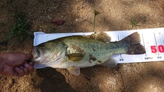 ブラックバスの釣果