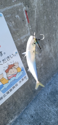 サバの釣果