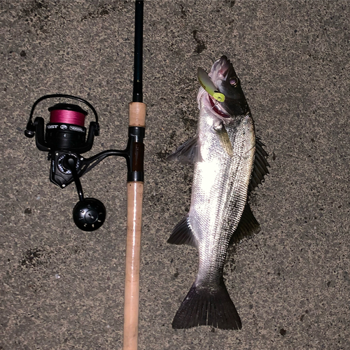 シーバスの釣果