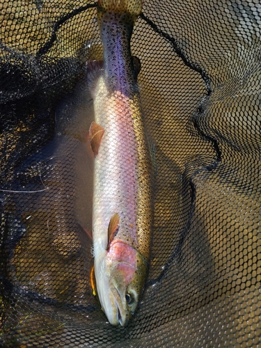 ニジマスの釣果