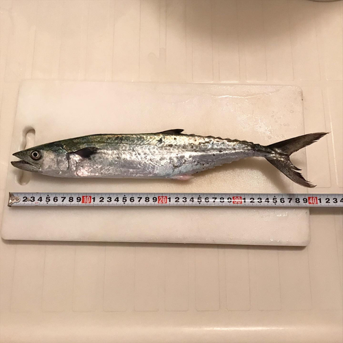 サゴシの釣果