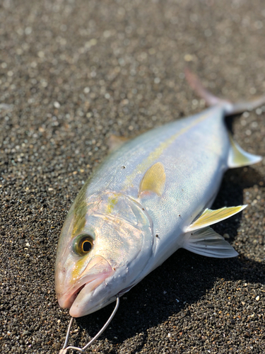 カンパチの釣果