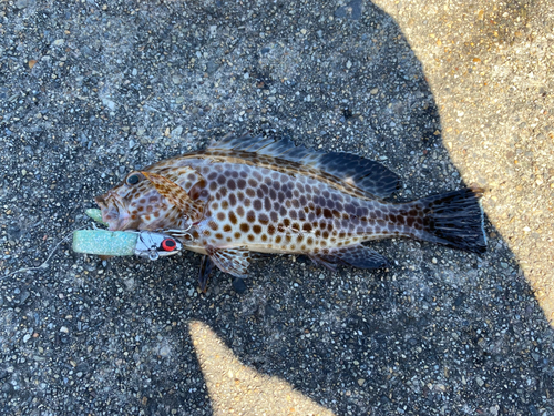 オオモンハタの釣果