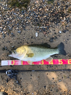 ラージマウスバスの釣果