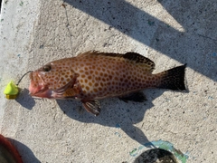オオモンハタの釣果