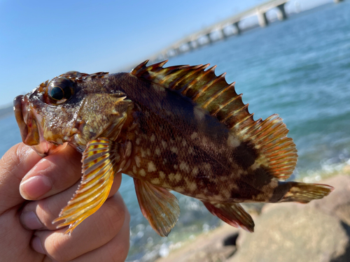 ガシラの釣果