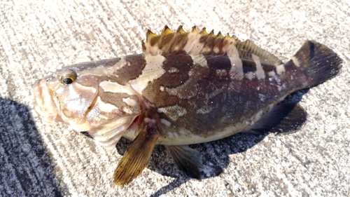 クエの釣果