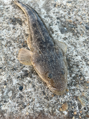 マゴチの釣果