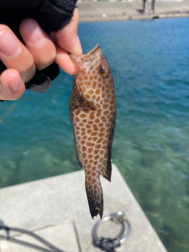 オオモンハタの釣果