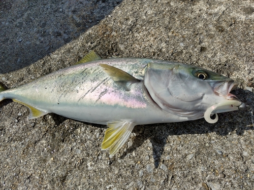 ハマチの釣果