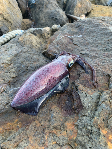 アオリイカの釣果