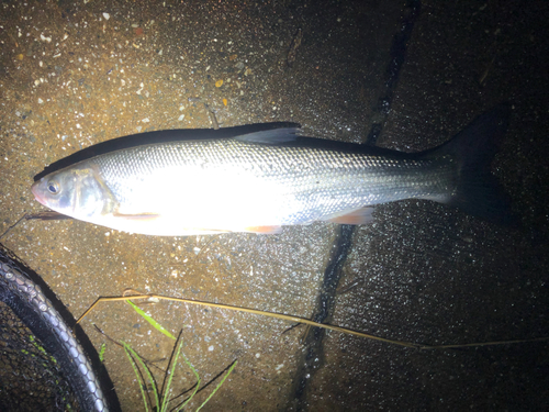 ウグイの釣果