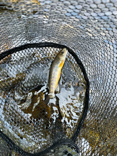 オショロコマの釣果