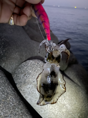 アオリイカの釣果