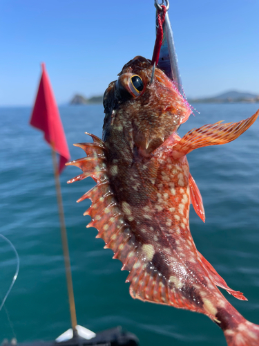 アラカブの釣果