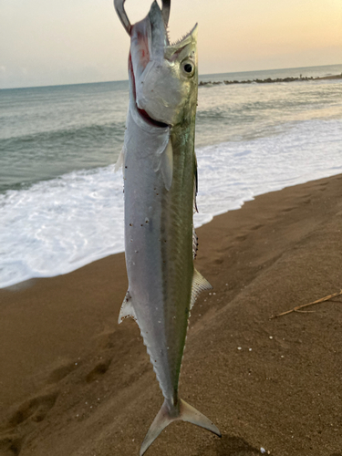 サゴシの釣果