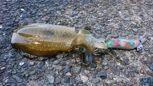 アオリイカの釣果