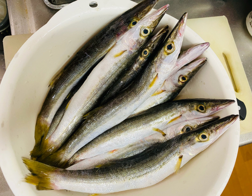 アカカマスの釣果